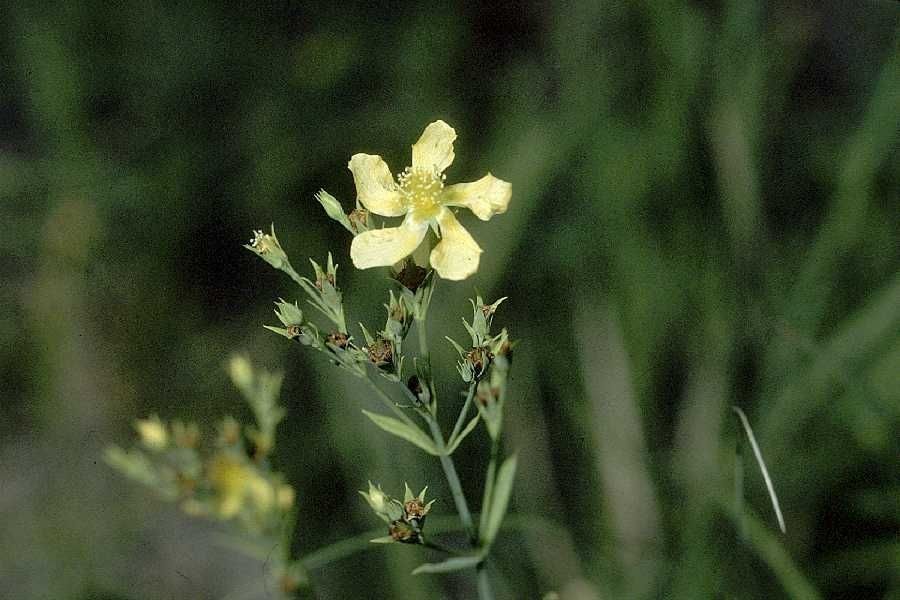 Hypericum denticulatum — search result for 'Hypericum'