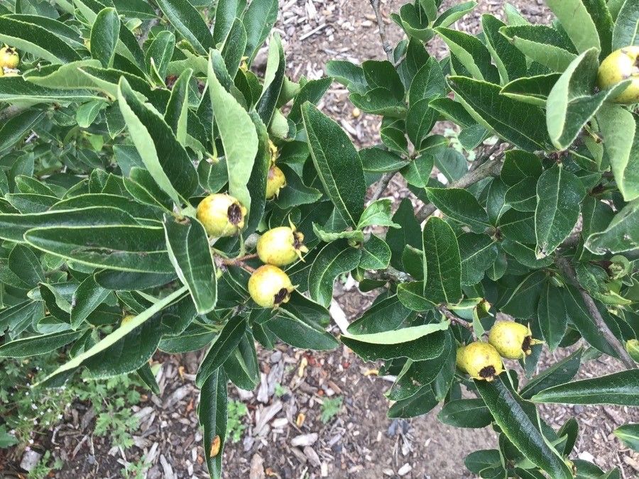 Crataegus × lobata — search result for 'Crataegus'