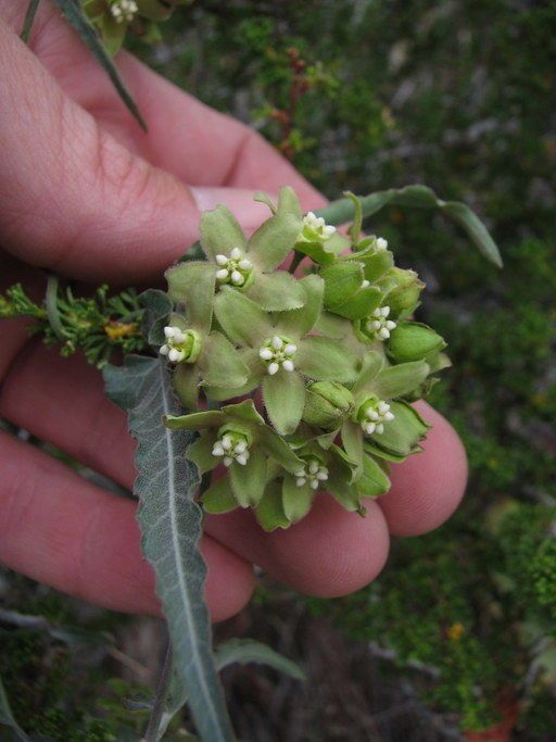Funastrum crispum — related species from the same genus