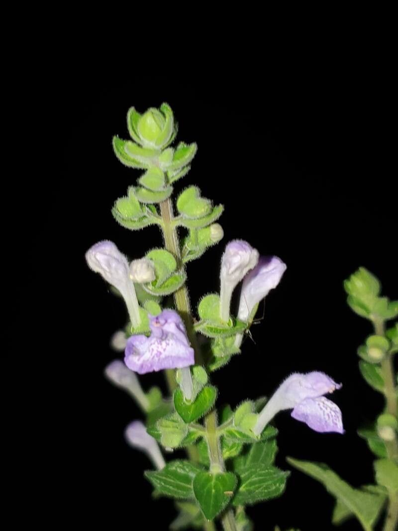 Scutellaria ocmulgee flower