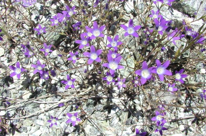 Githopsis pulchella habit