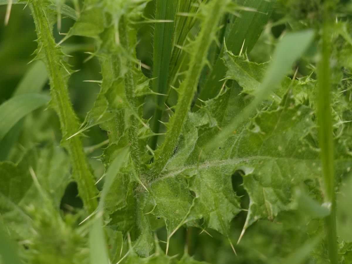 Carduus carpetanus leaf