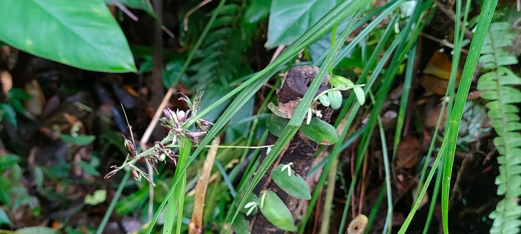 Scleria secans flower