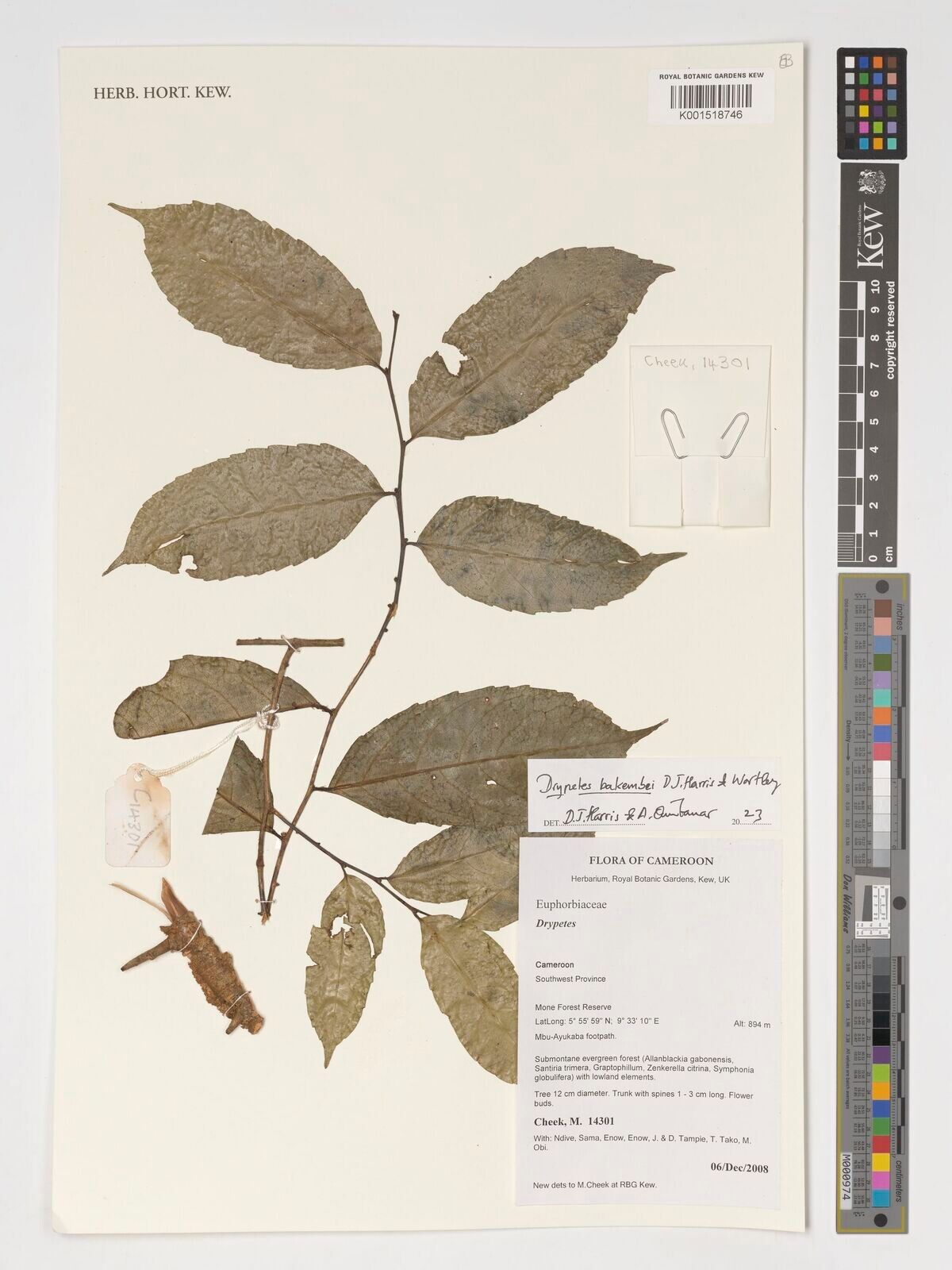 Drypetes bakembei — related species from the same genus