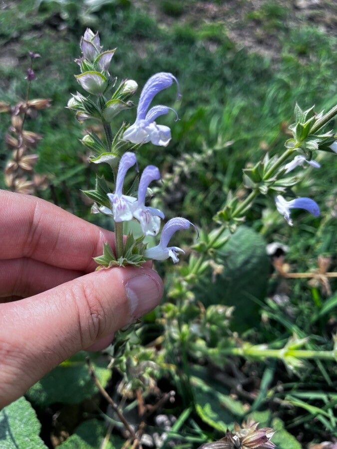 Salvia moorcroftiana — houseplant care guide