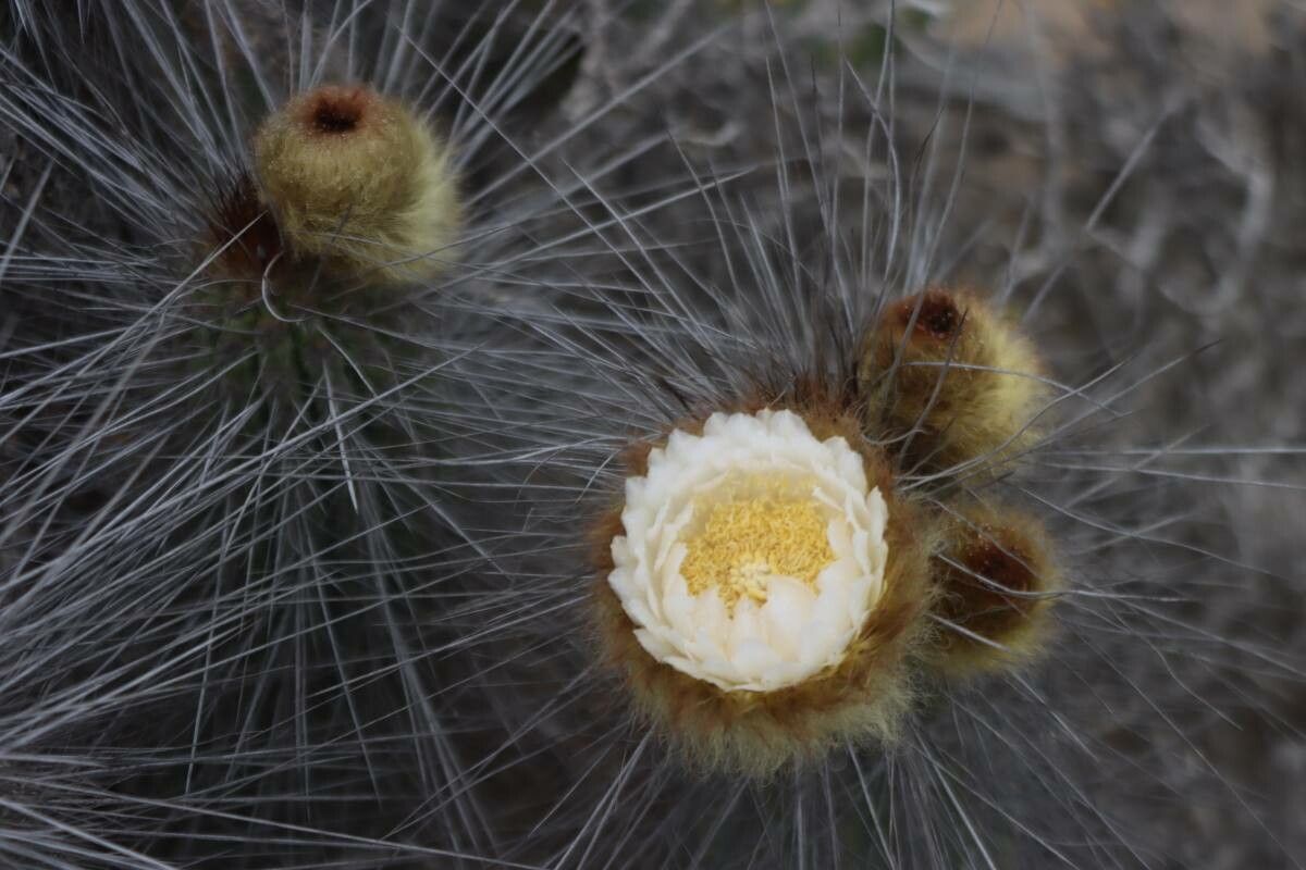Eulychnia breviflora flower