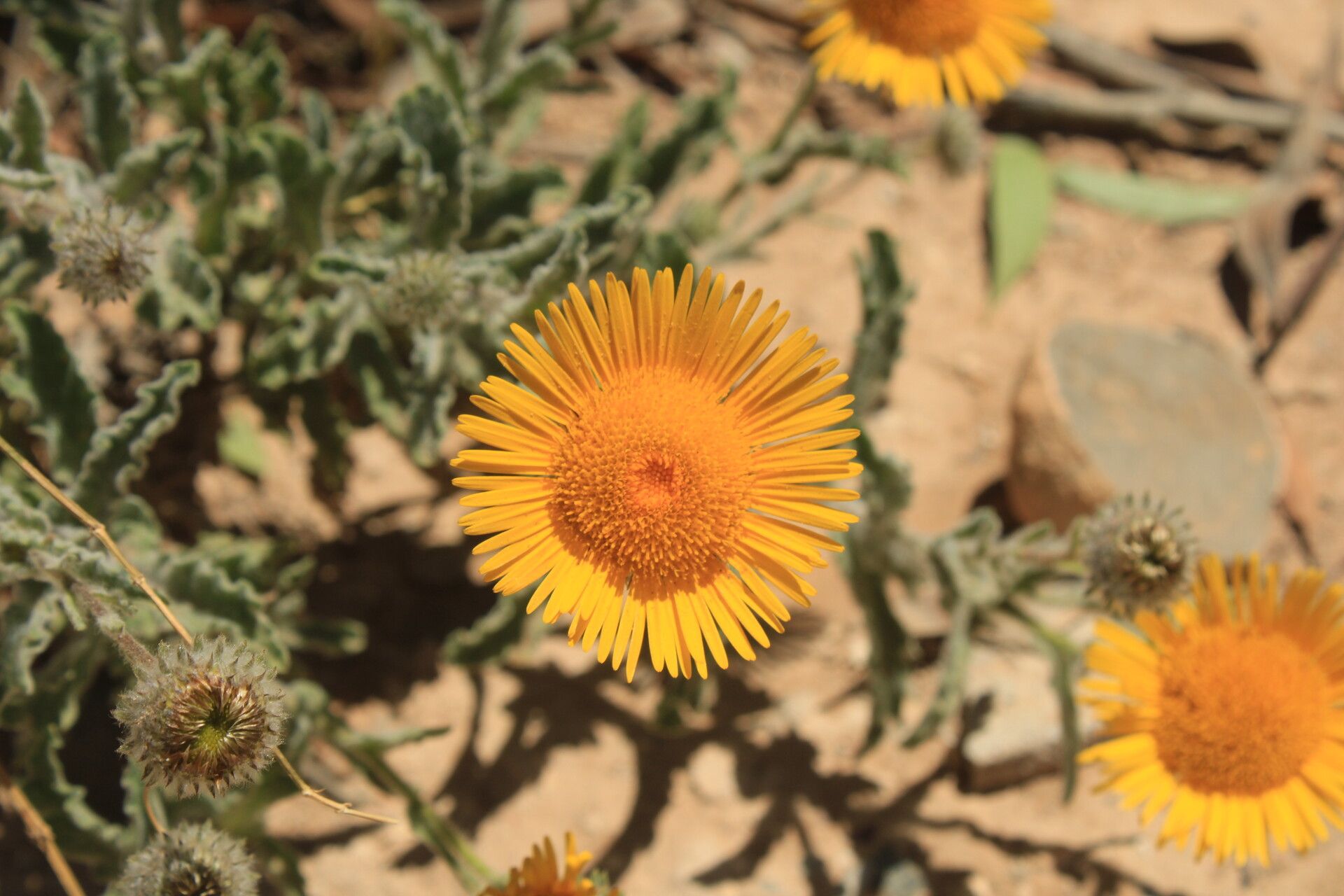 Pulicaria mauritanica flower