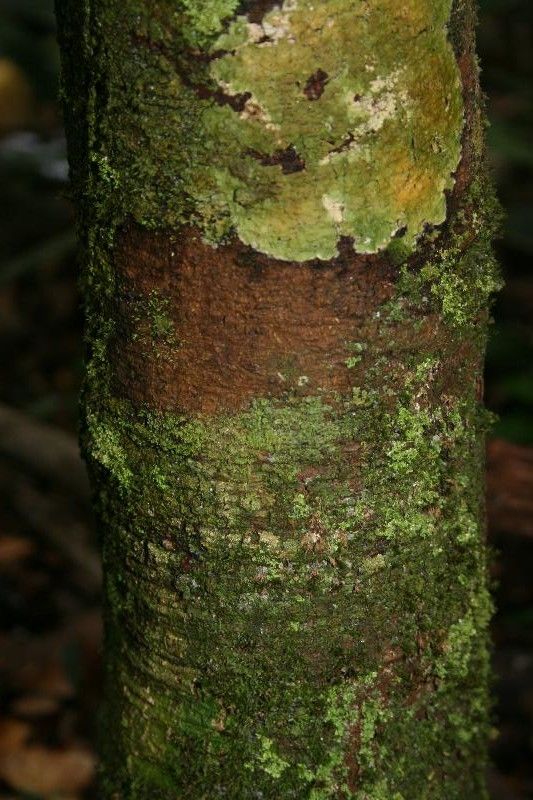 Garcinia benthamiana bark