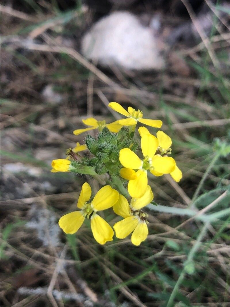 Coincya monensis flower