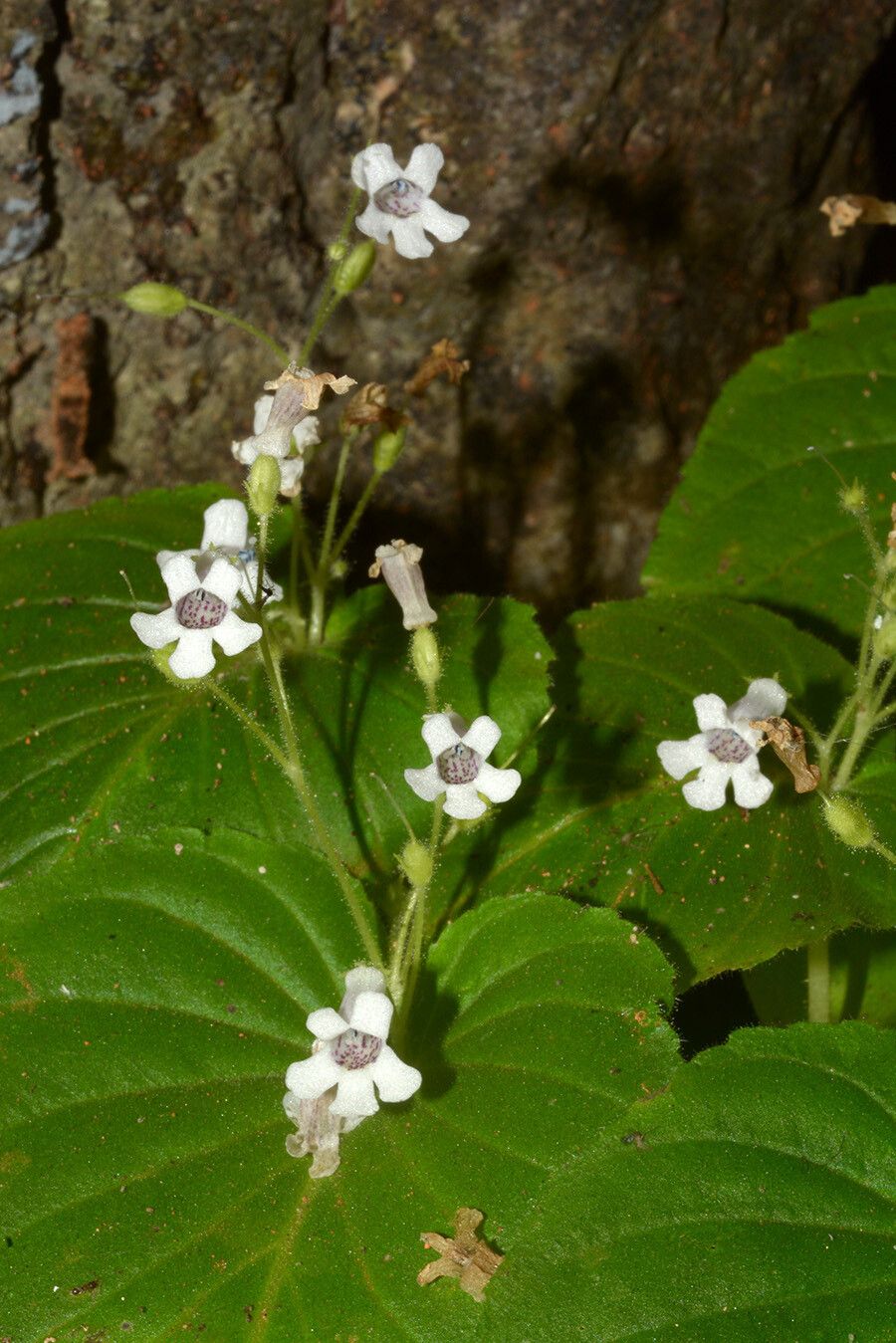 Streptocarpus capuronii — search result for 'Streptocarpus'