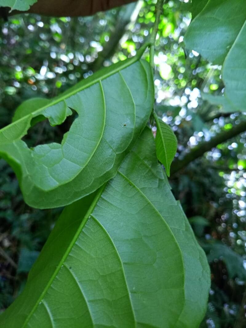 Quararibea turbinata — search result for 'Netherlands'