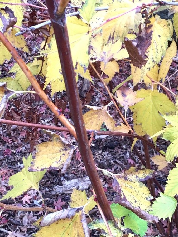 Stephanandra tanakae bark