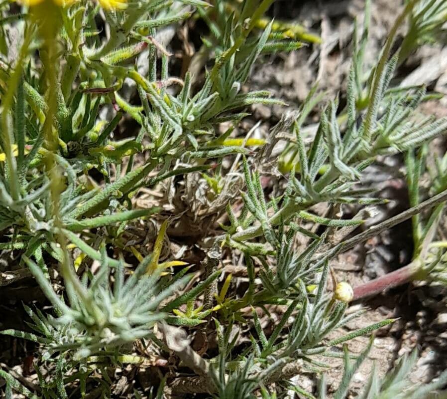 Thymophylla pentachaeta — houseplant care guide