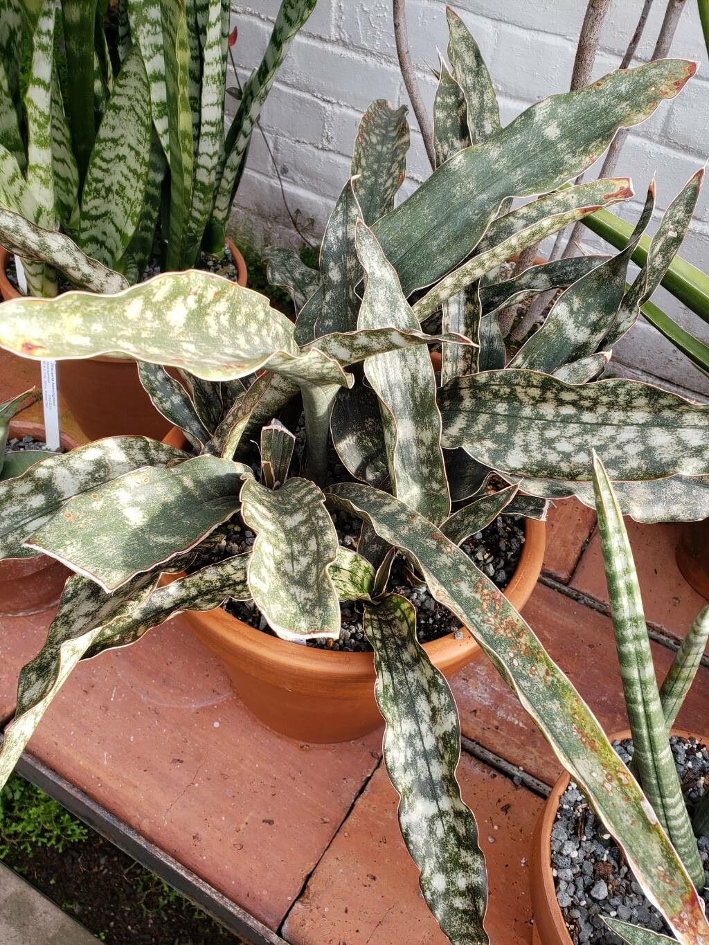 Dracaena pethera habit