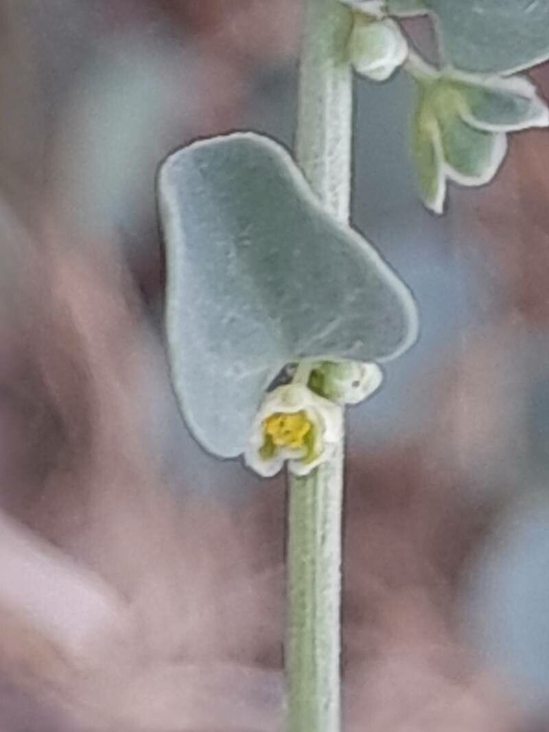 Andrachne telephioides flower