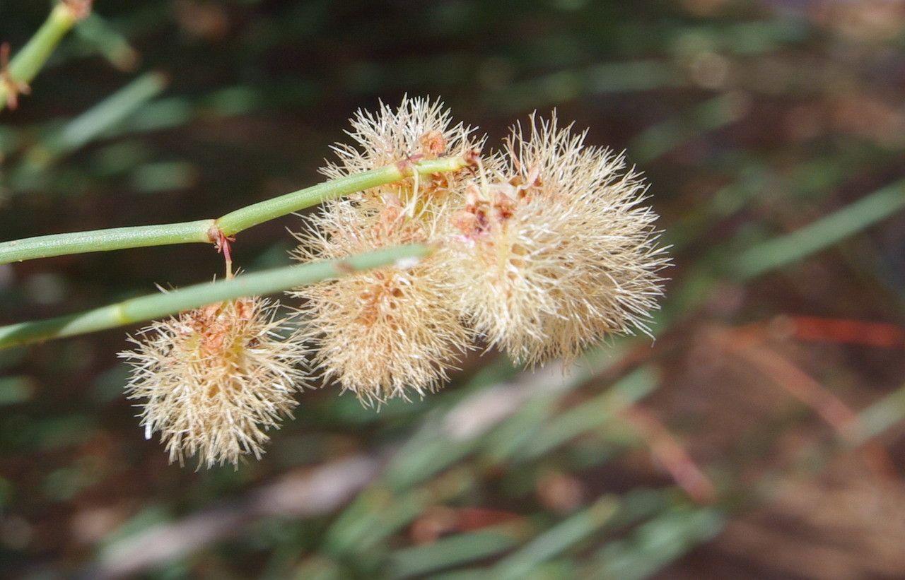 Calligonum polygonoides fruit