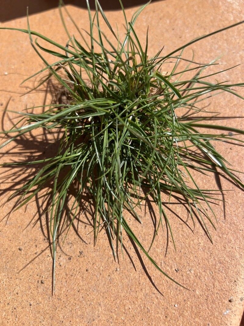 Schismus barbatus fruit