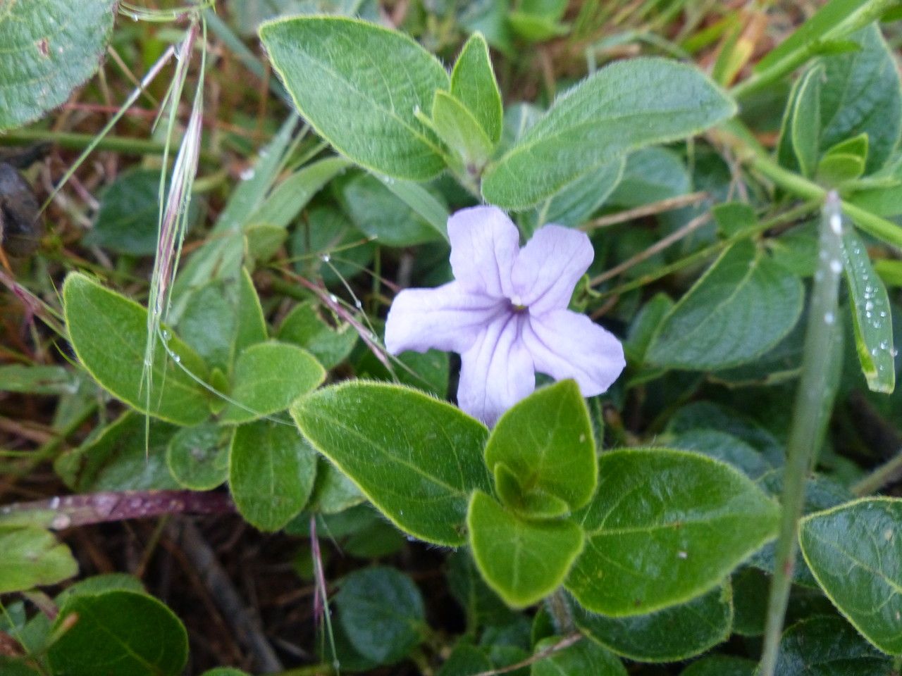 Ruellia prostrata habit