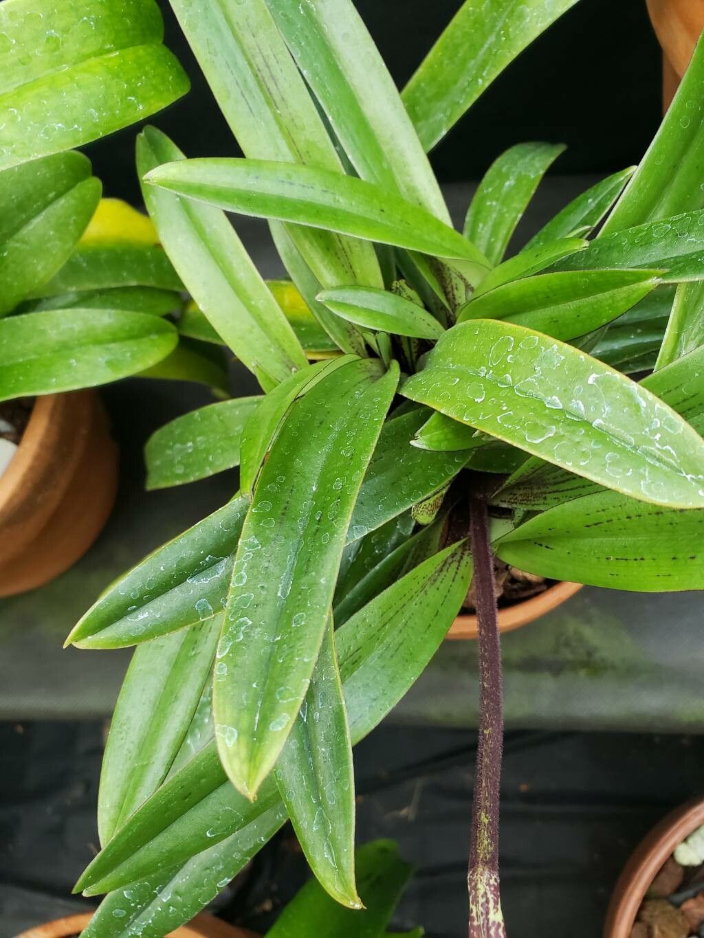 Paphiopedilum appletonianum