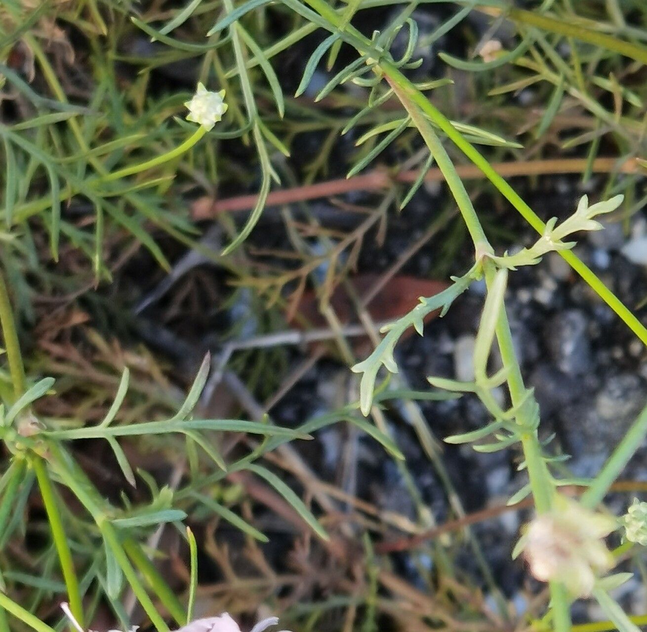 Lomelosia rutifolia — search result for 'Lomelosia'