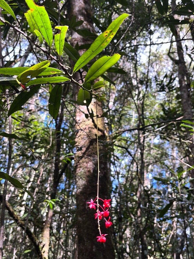 Berberidopsis corallina — houseplant care guide