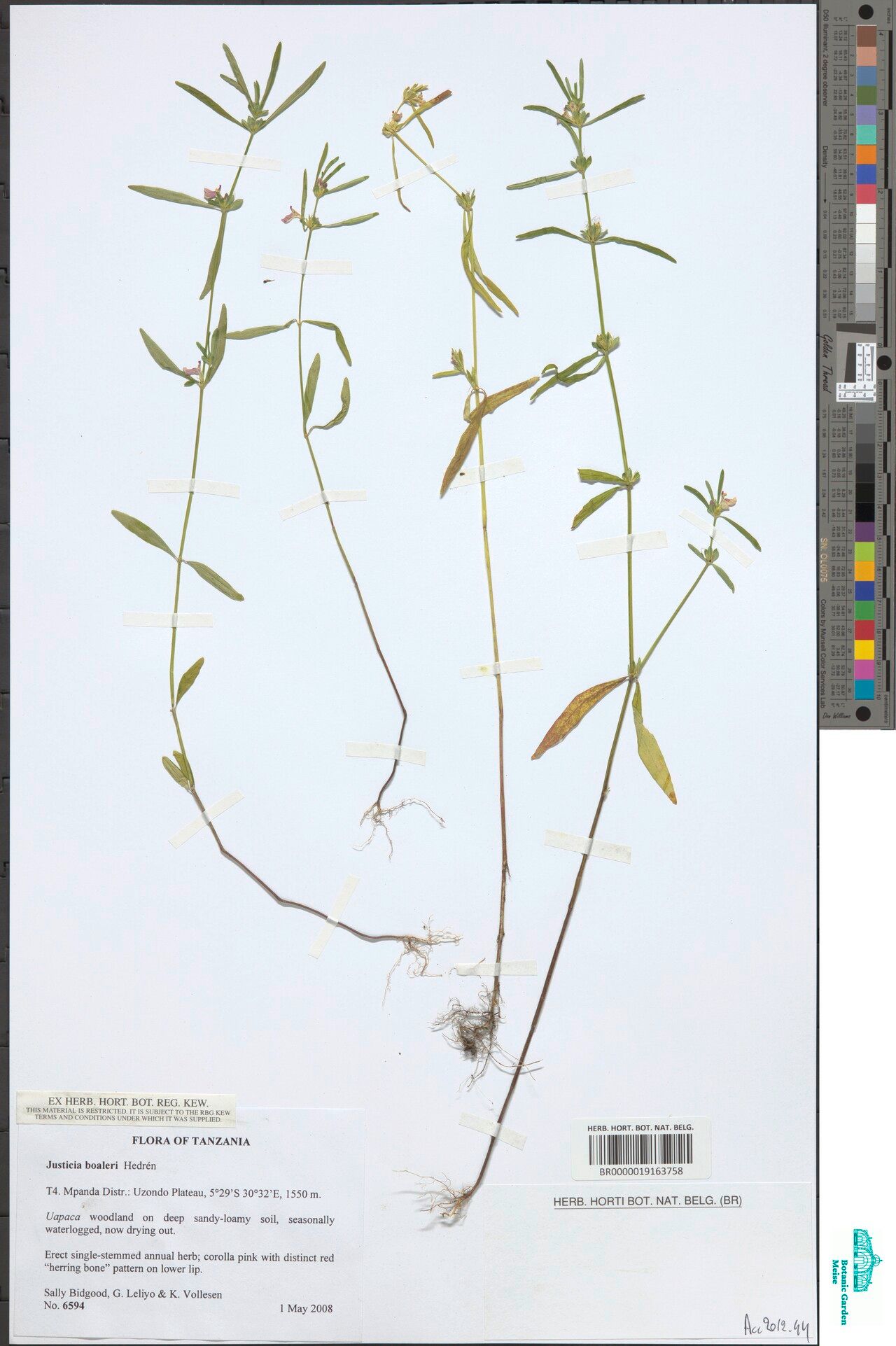 Justicia boaleri — houseplant care guide