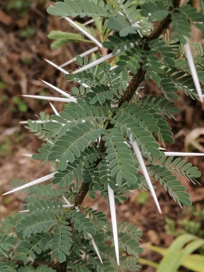 Vachellia gerrardii leaf