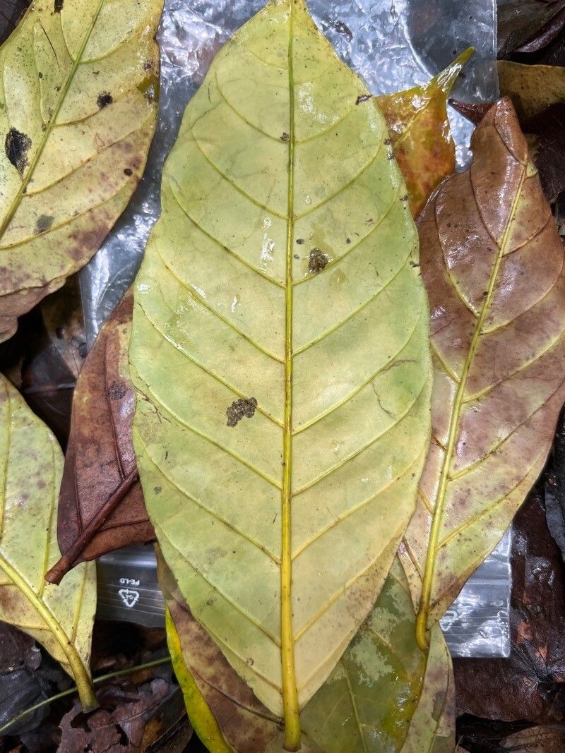 Funtumia africana leaf