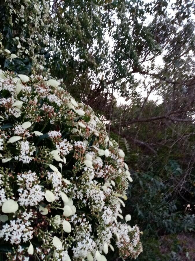 Calycophyllum candidissimum flower