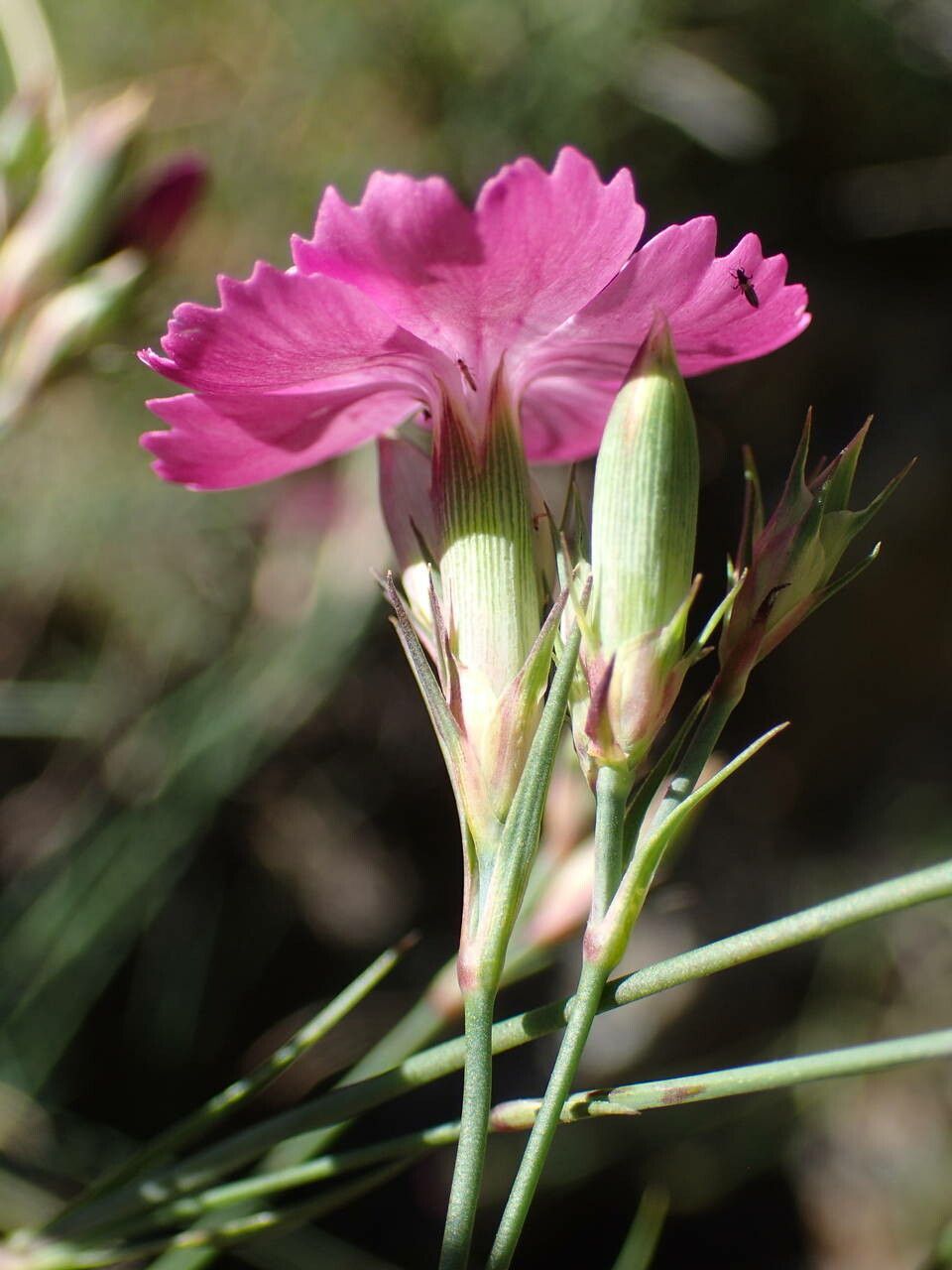 Dianthus graniticus flower