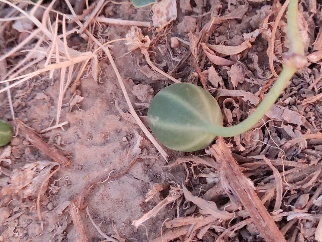 Capparis sicula fruit
