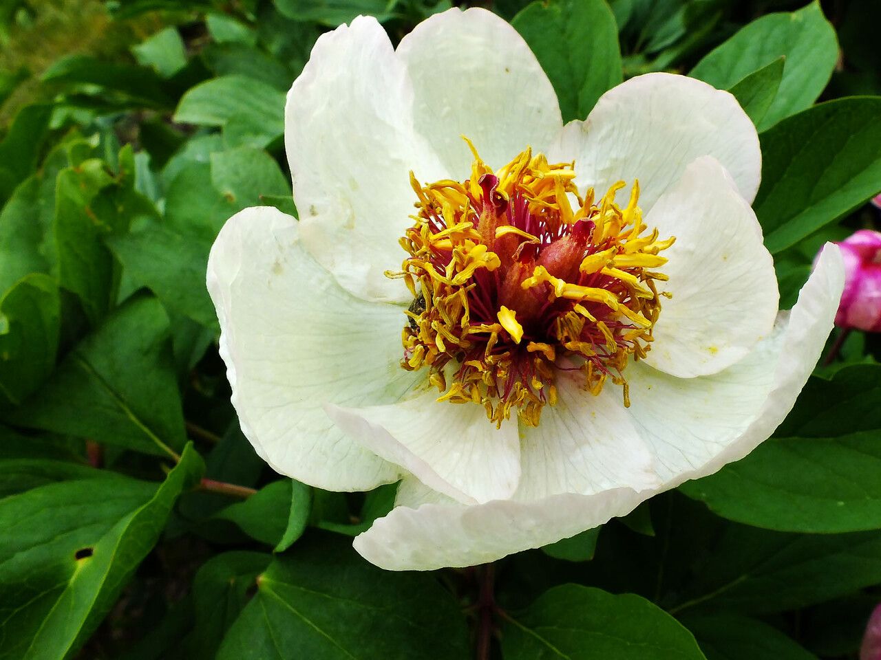 Paeonia obovata flower
