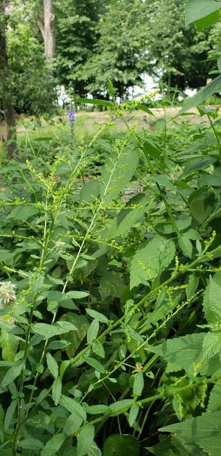 Solidago patula flower