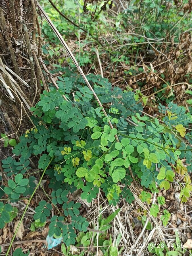 Mimosa ceratonia — search result for 'Mimosa'