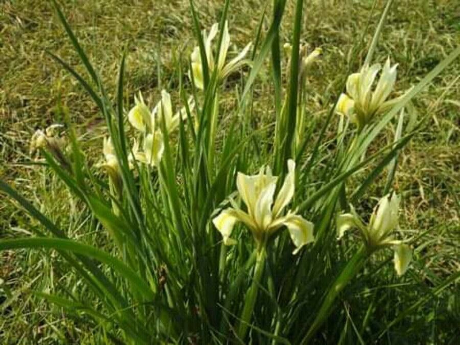 Iris grant-duffii flower
