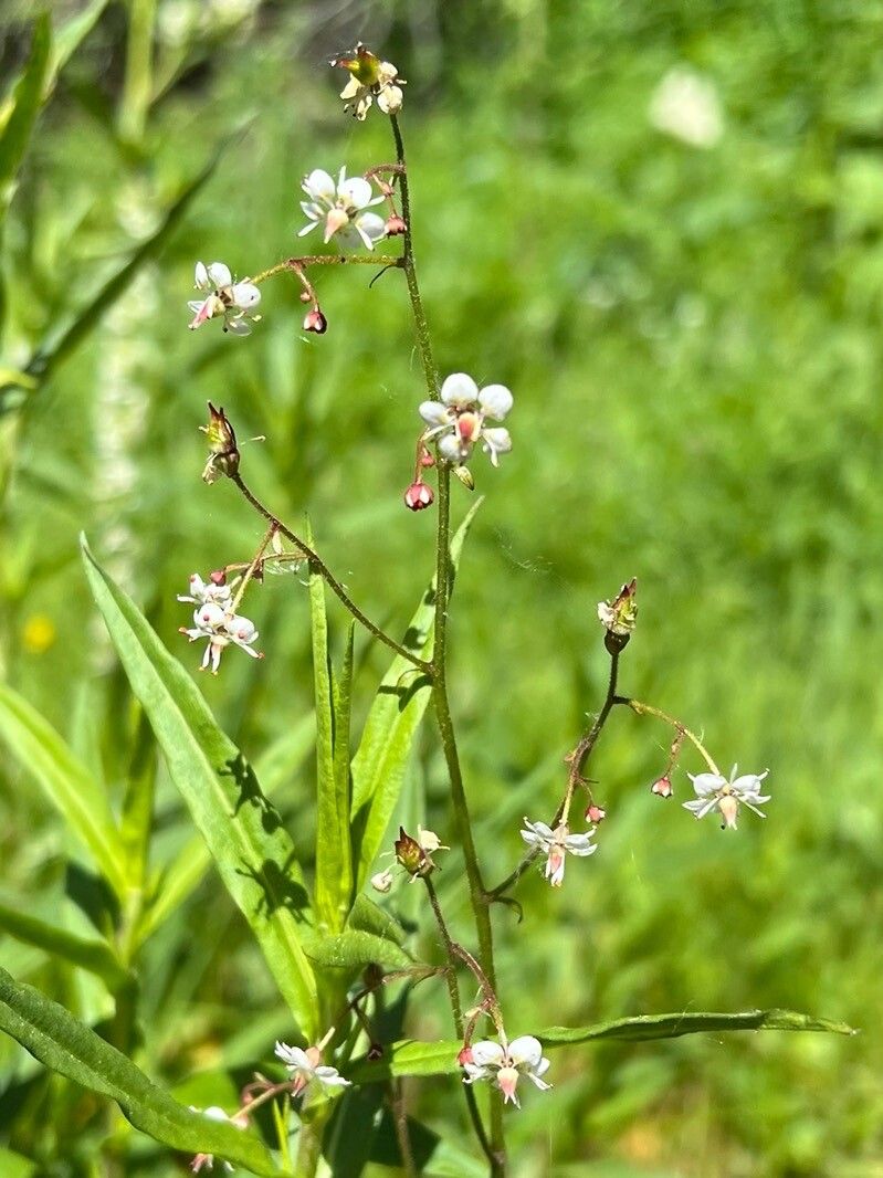 Micranthes odontoloma flower