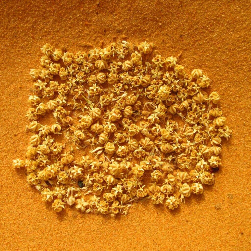 Zygophyllum indicum fruit