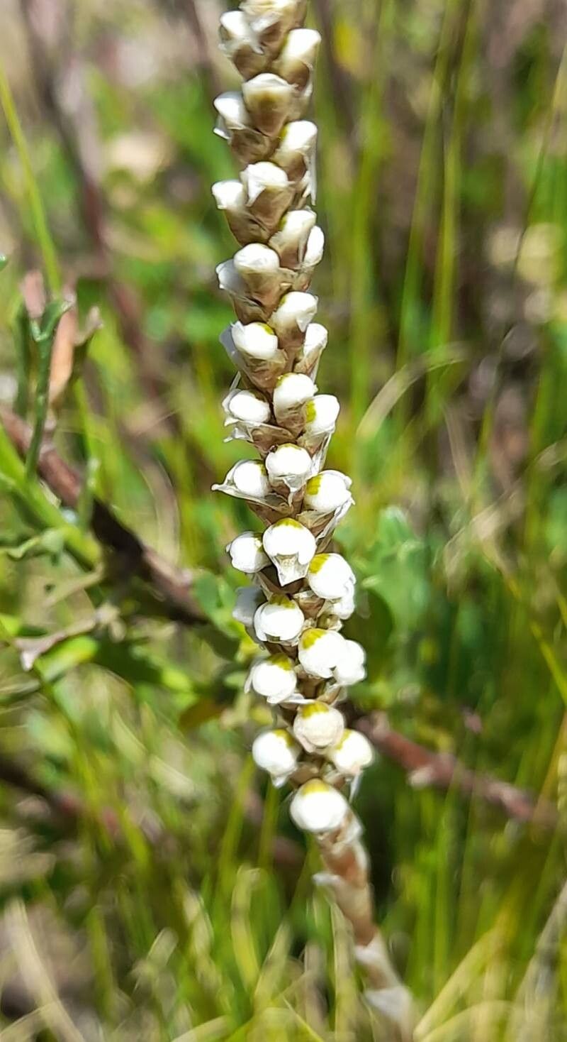 Aa achalensis — related species from the same genus