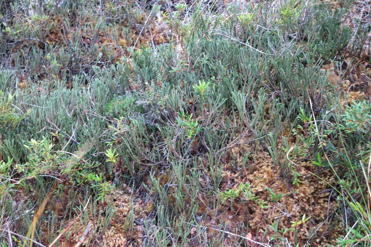 Lepidothamnus fonkii habit