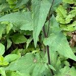 Campanula rapunculoides