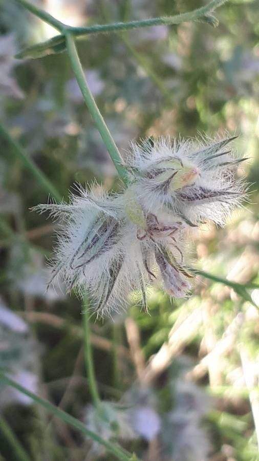 Convolvulus virgatus fruit