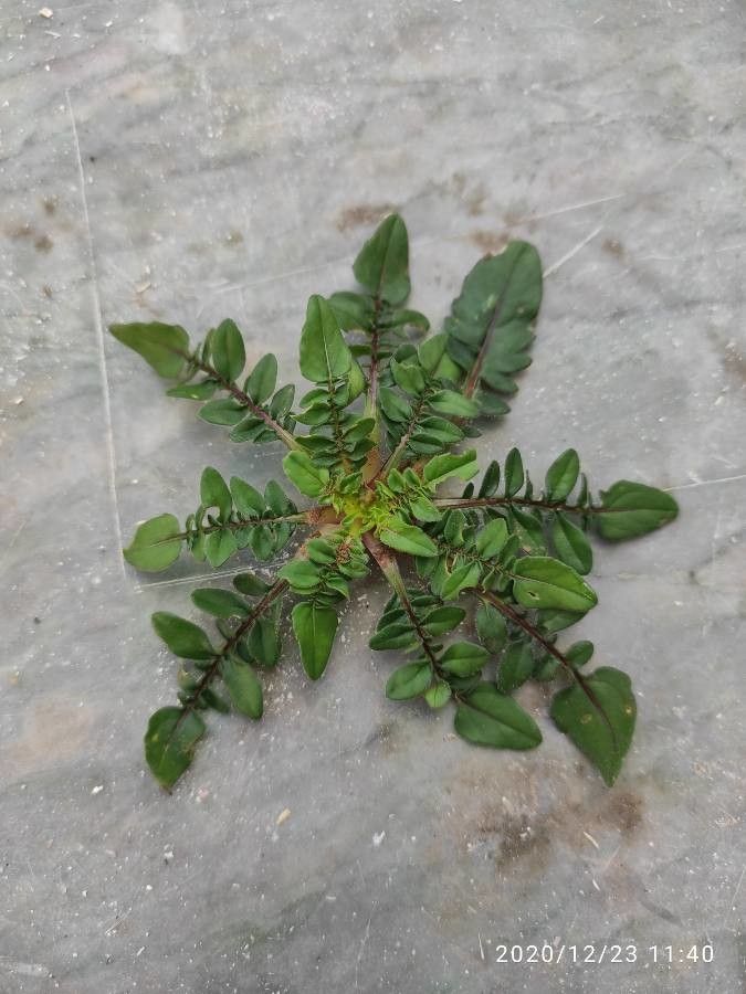 Centaurea raphanina — houseplant care guide