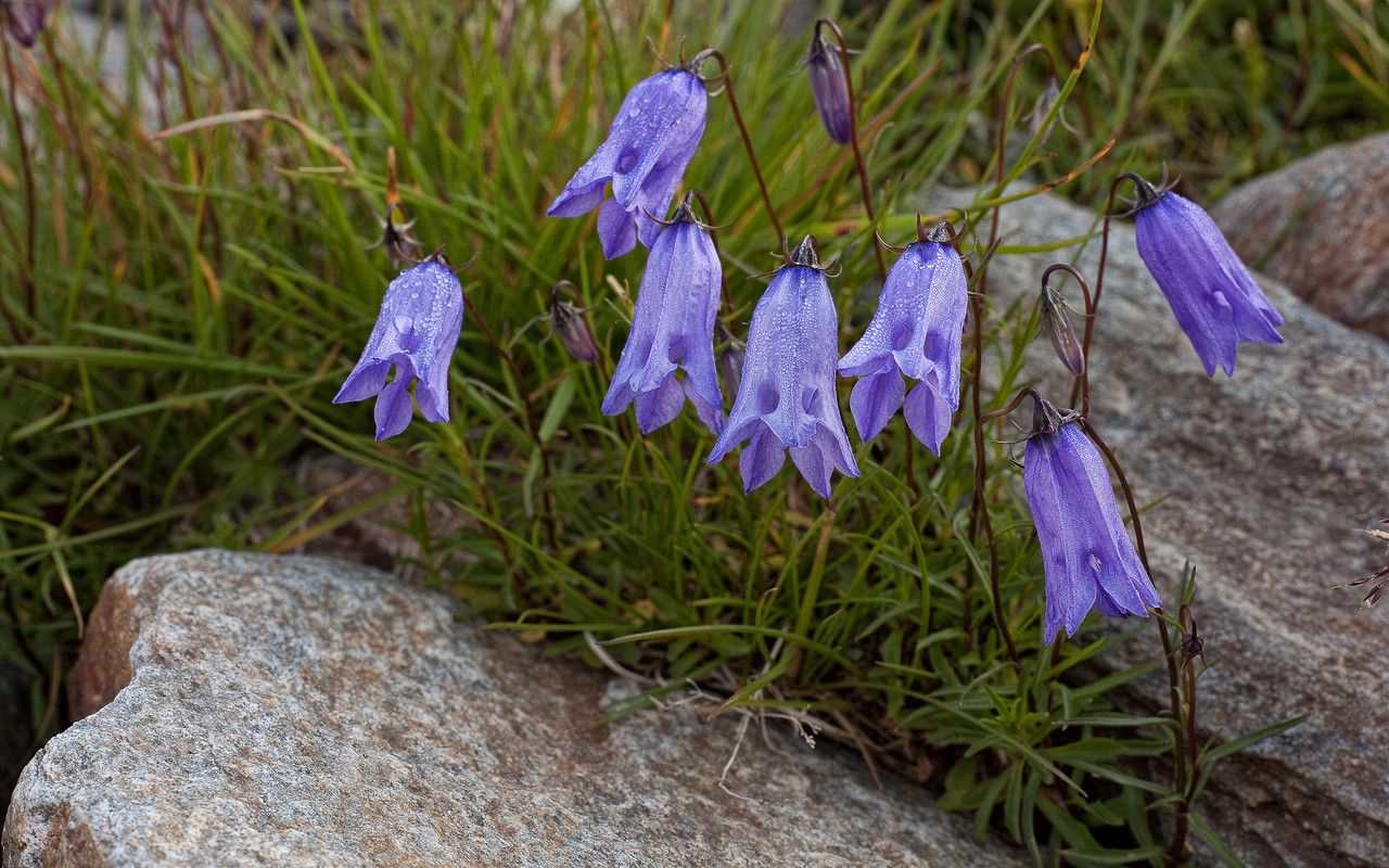 Campanula excisa habit
