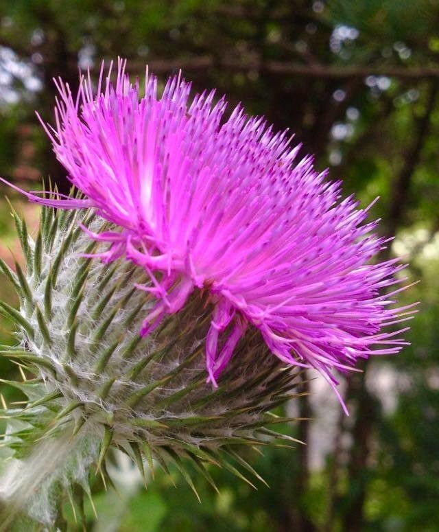 Onopordum acanthium flower