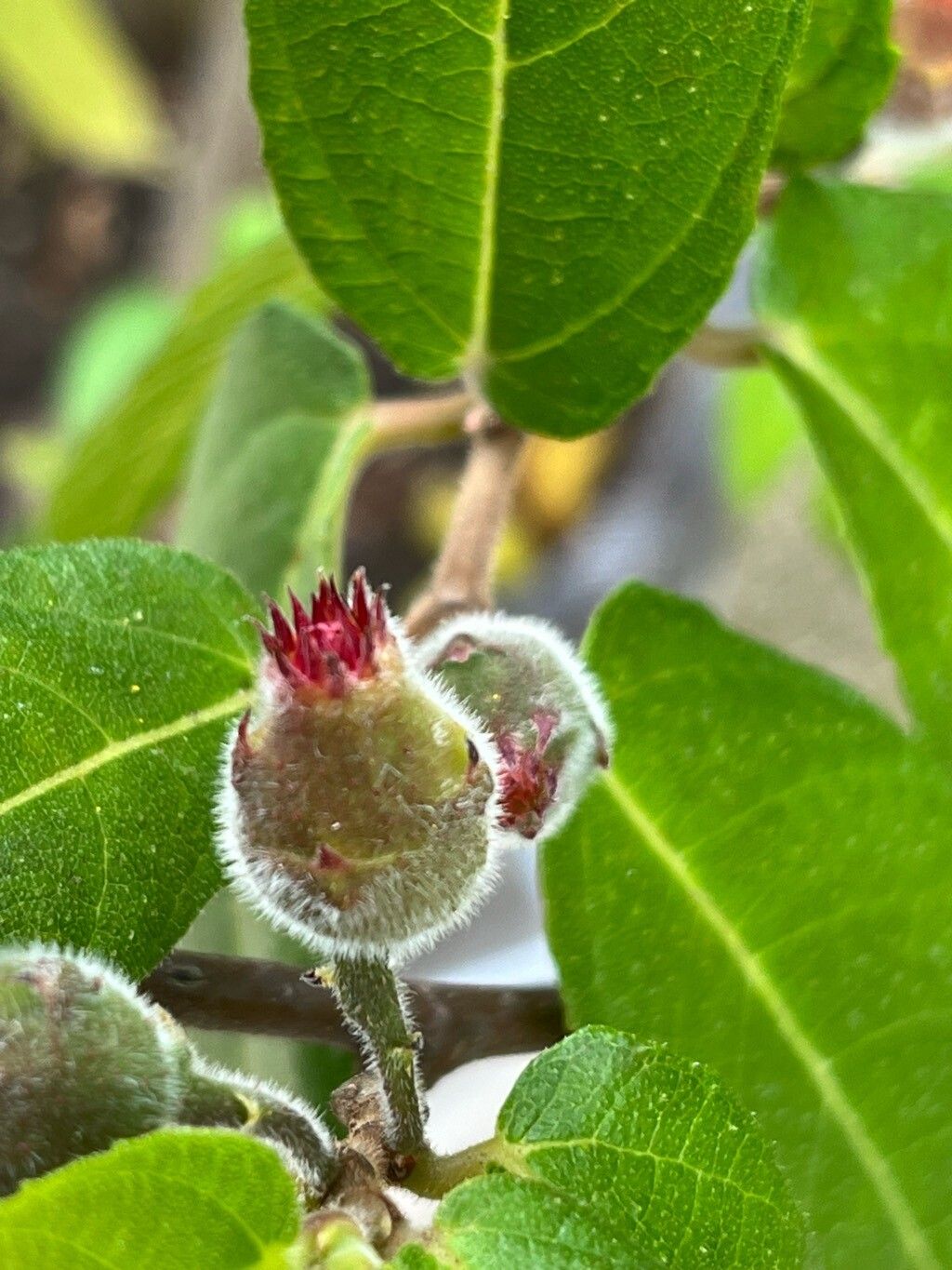 Ficus melinocarpa flower