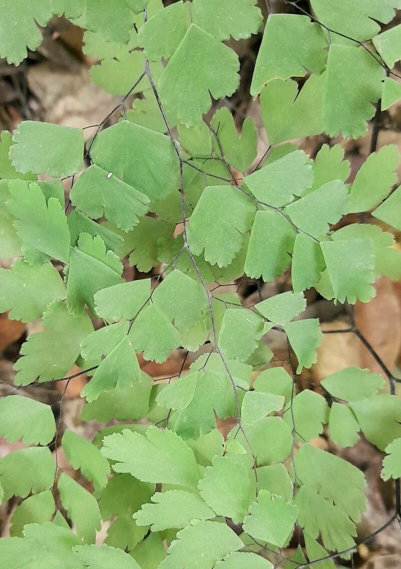 Adiantum fragile — search result for 'Adiantum'