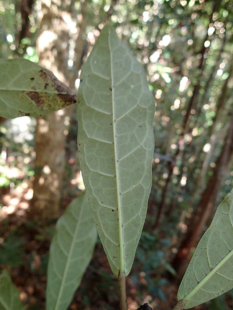 Ficus webbiana — houseplant care guide