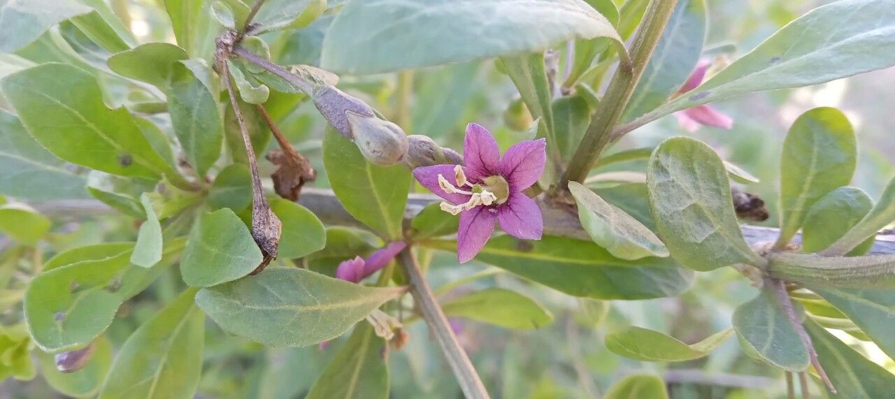 Lycium barbarum flower