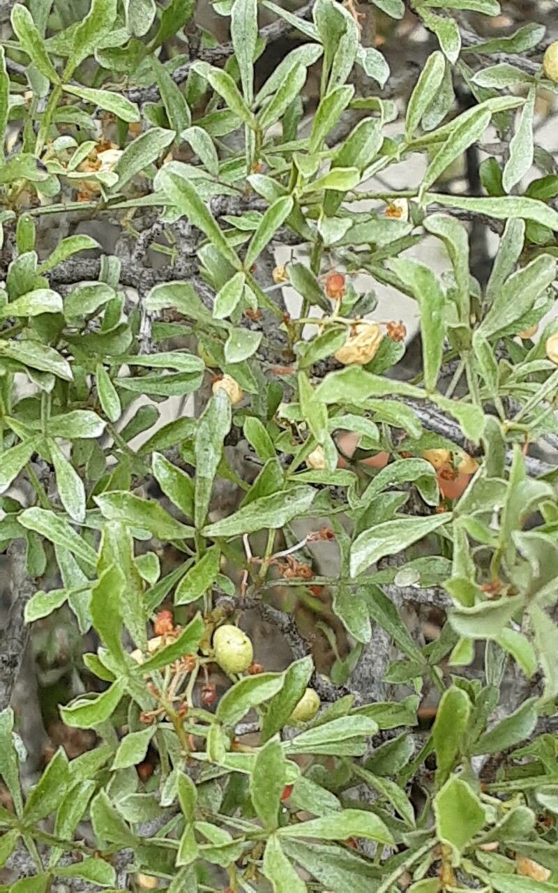 Searsia undulata — houseplant care guide