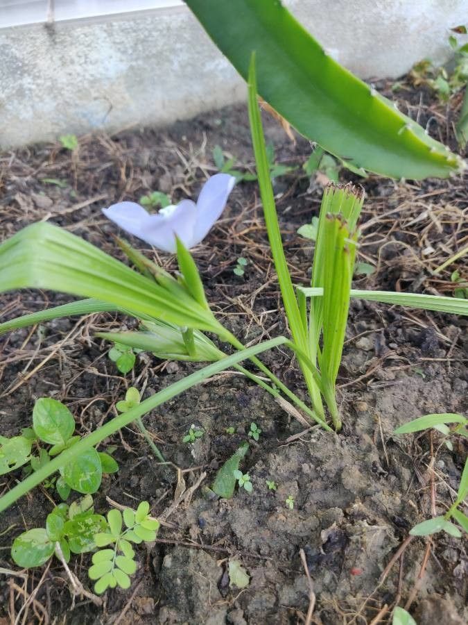 Cipura paludosa habit